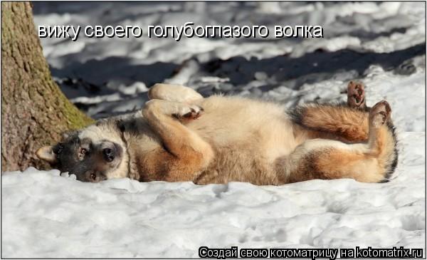 Котоматрица: вижу своего голубоглазого волка