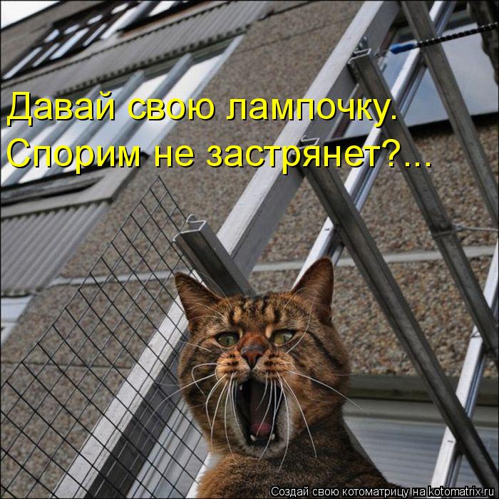 Котоматрица: Давай свою лампочку.  Спорим не застрянет?...