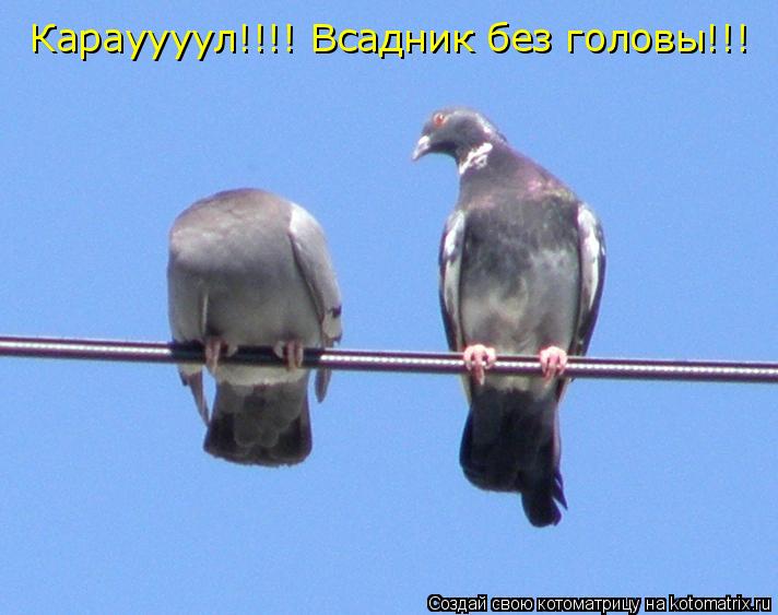 Котоматрица: Карауууул!!!! Всадник без головы!!!