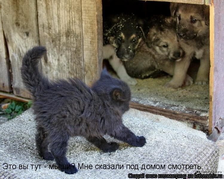 Это вы тут - мыши? Мне сказали под домом смотреть.... Котоматрица: Это вы тут - мыши? Мне сказали под домом смотреть.