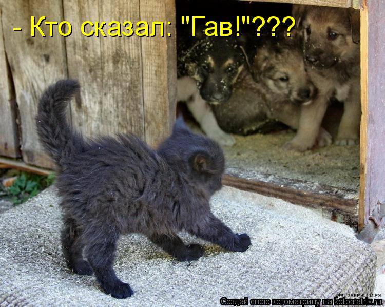 - Кто сказал: "Гав!"???... Котоматрица: - Кто сказал: "Гав!"???