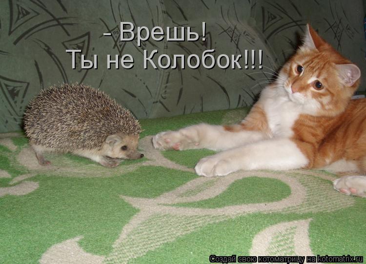 Котоматрица: - Врешь! Ты не Колобок!!!