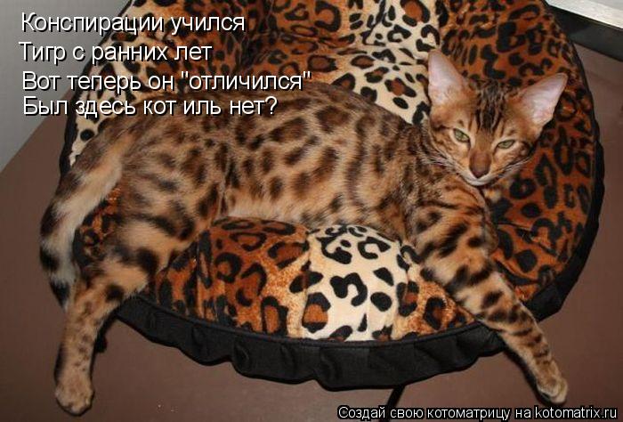 Котоматрица: Конспирации учился Тигр с ранних лет Вот теперь он "отличился" Был здесь кот иль нет?