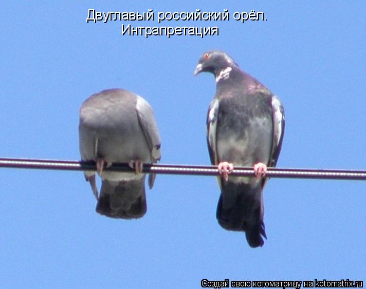 Двуглавый российский орёл. Интрапретация... Котоматрица: Двуглавый российский орёл. Интрапретация