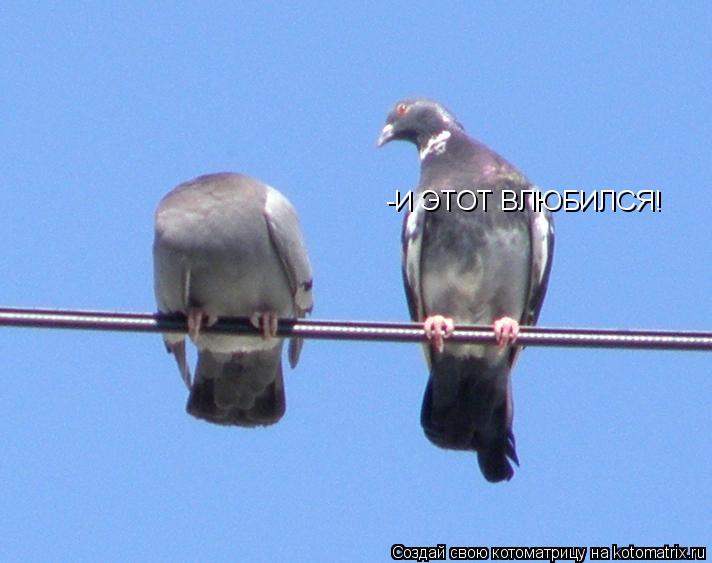 -И ЭТОТ ВЛЮБИЛСЯ!... Котоматрица: -И ЭТОТ ВЛЮБИЛСЯ!