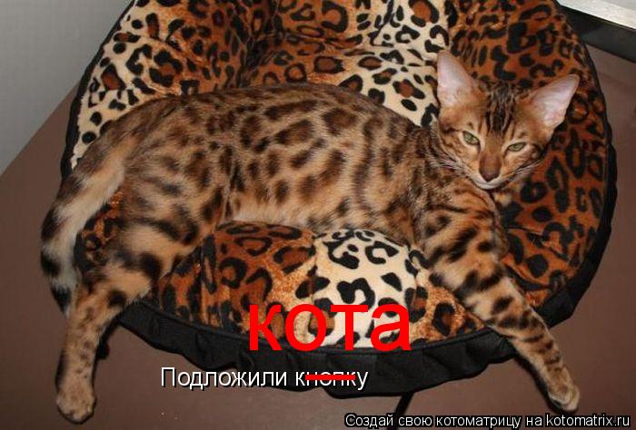 Подложили кнопку _ кота... Котоматрица: Подложили кнопку _ кота