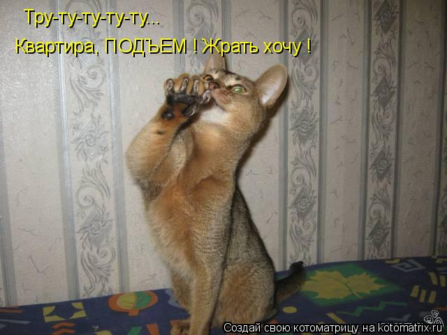 Тру-ту-ту-ту-ту... Квартира, ПОДЪЕМ ! Жрать хочу !... Котоматрица: Тру-ту-ту-ту-ту... Квартира, ПОДЪЕМ ! Жрать хочу !
