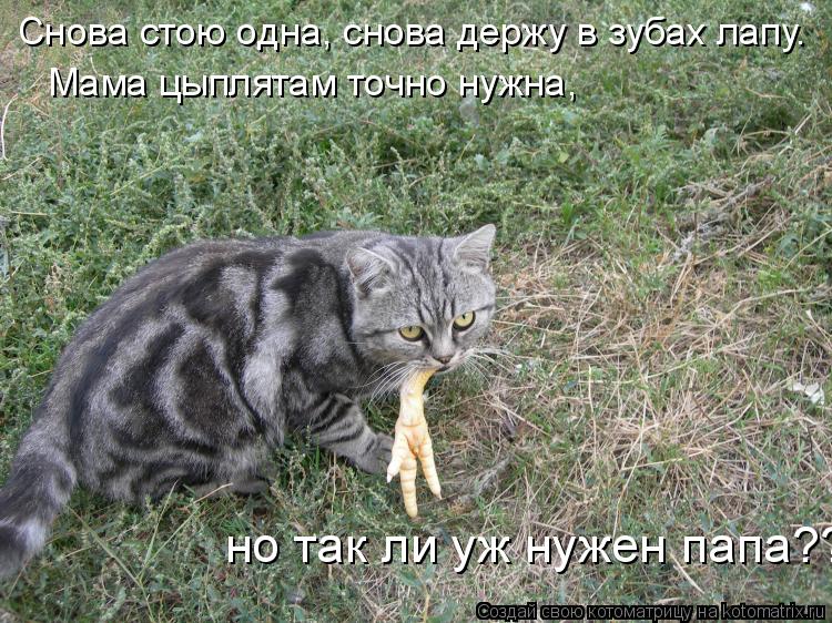 Снова стою одна, снова держу в зубах лапу. Мама цыплятам точно нужна, но так ли уж нужен папа??... Котоматрица: Снова стою одна, снова держу в зубах лапу. Мама цыплятам точно нужна, но так ли уж нужен папа??