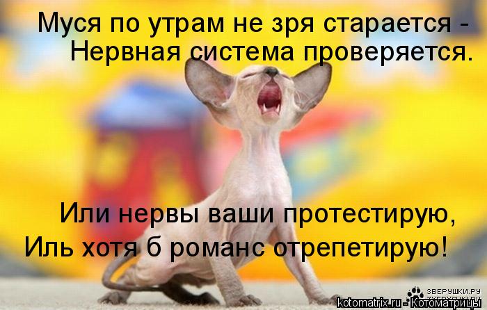 Иль хотя б романс отрепетирую! Или нервы ваши протестирую, Нервная система проверяется. Муся по утр... Котоматрица: Иль хотя б романс отрепетирую! Или нервы ваши протестирую, Нервная система проверяется. Муся по утрам не зря старается -
