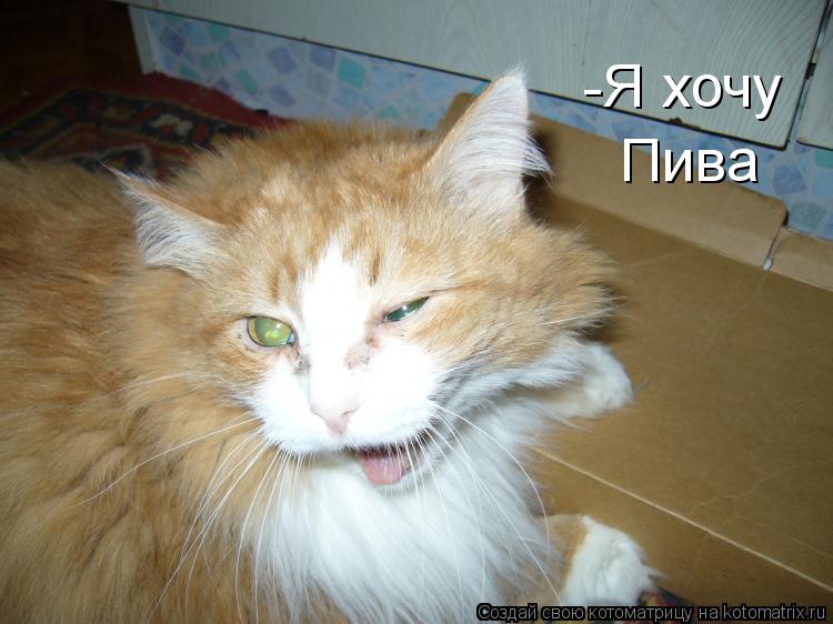 -Я хочу Пива... Котоматрица: -Я хочу Пива