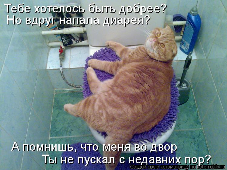 Тебе хотелось быть добрее? Но вдруг напала диарея? А помнишь, что меня во двор Ты не пускал с недав... Котоматрица: Тебе хотелось быть добрее? Но вдруг напала диарея? А помнишь, что меня во двор Ты не пускал с недавних пор?