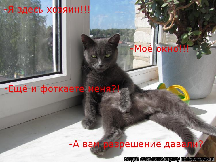 -Я здесь хозяин!!! -Моё окно!!! -Ещё и фоткаете меня?! -А вам разрешение давали?... Котоматрица: -Я здесь хозяин!!! -Моё окно!!! -Ещё и фоткаете меня?! -А вам разрешение давали?