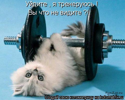 Котоматрица: Уйдите , я тренеруюсь ! Вы что не видите ?!