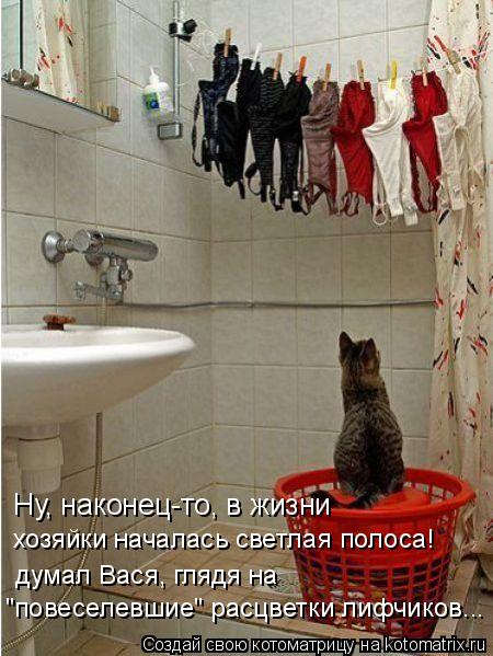 Ну, наконец-то, в жизни хозяйки началась светлая полоса! думал Вася, глядя на "повеселевшие" расцве... Котоматрица: Ну, наконец-то, в жизни хозяйки началась светлая полоса! думал Вася, глядя на "повеселевшие" расцветки лифчиков...