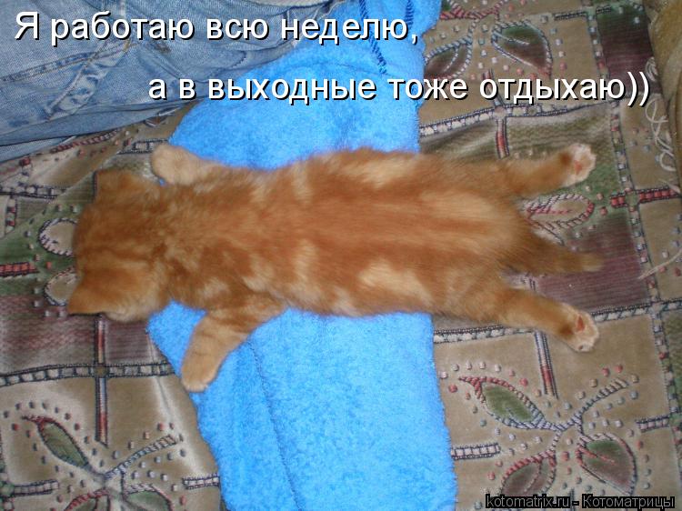 Котоматрица: Я работаю всю неделю, а в выходные тоже отдыхаю))
