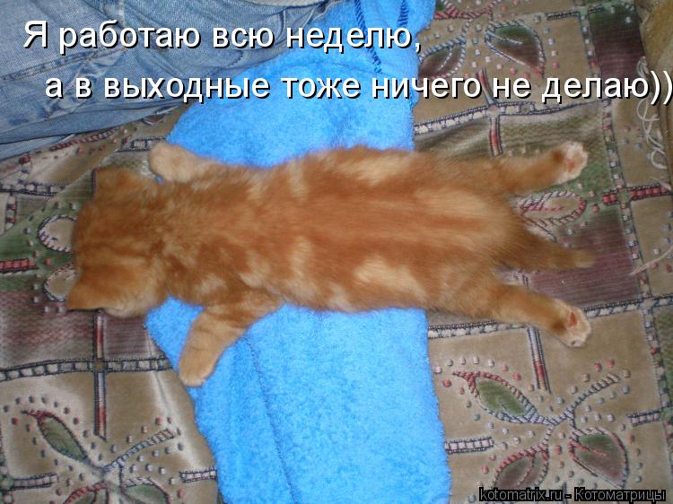 Я работаю всю неделю, а в выходные тоже ничего не делаю))... Котоматрица: Я работаю всю неделю, а в выходные тоже ничего не делаю))
