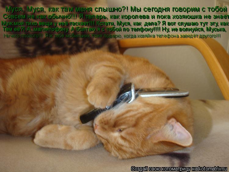 Муся, Муся, как там меня слышно?! Мы сегодня говорим с тобой Совсем не как обычно!!! Я теперь, как ко... Котоматрица: Муся, Муся, как там меня слышно?! Мы сегодня говорим с тобой Совсем не как обычно!!! Я теперь, как королева и пока хозяюшка не знает Муж мой тих