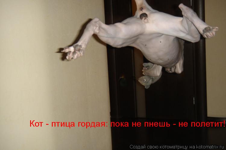 Котоматрица: Кот - птица гордая: пока не пнешь - не полетит!
