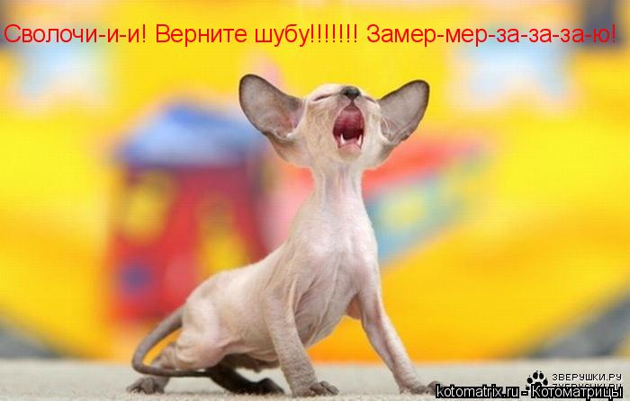 Сволочи-и-и! Верните шубу!!!!!!! Замер-мер-за-за-за-ю!... Котоматрица: Сволочи-и-и! Верните шубу!!!!!!! Замер-мер-за-за-за-ю!