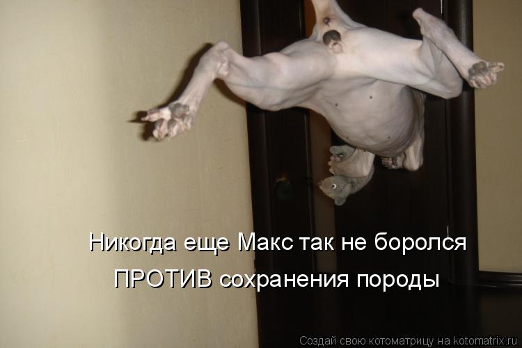 Никогда еще Макс так не боролся ПРОТИВ сохранения породы... Котоматрица: Никогда еще Макс так не боролся ПРОТИВ сохранения породы