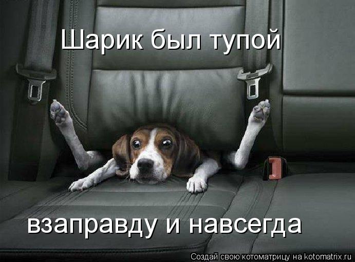 Шарик был тупой взаправду и навсегда... Котоматрица: Шарик был тупой взаправду и навсегда