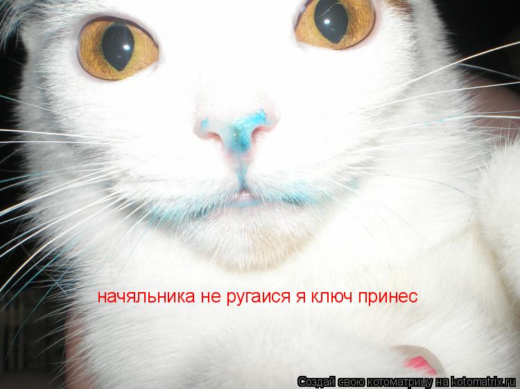 Котоматрица: начяльника не ругаися я ключ принес