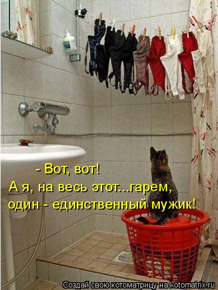 - Вот, вот! А я, на весь этот...гарем, один - единственный мужик!... Котоматрица: - Вот, вот! А я, на весь этот...гарем, один - единственный мужик!