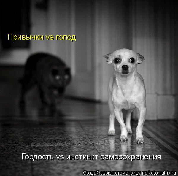Гордость vs инстинкт самосохранения Привычки vs голод... Котоматрица: Гордость vs инстинкт самосохранения Привычки vs голод