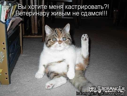 Вы хотите меня кастрировать?! Ветеринару живым не сдамся!!!... Котоматрица: Вы хотите меня кастрировать?! Ветеринару живым не сдамся!!!