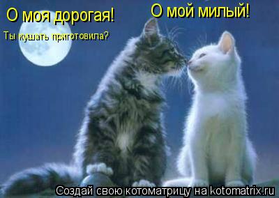 О мой милый! О моя дорогая! Ты кушать приготовила?... Котоматрица: О мой милый! О моя дорогая! Ты кушать приготовила?