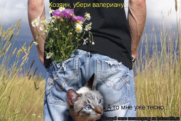 Котоматрица: Хозяин, убери валериану... А то мне уже тесно...