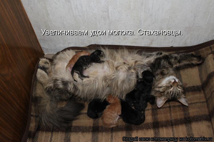 Увеличиваем удои молока. Стахановцы.... Котоматрица: Увеличиваем удои молока. Стахановцы.