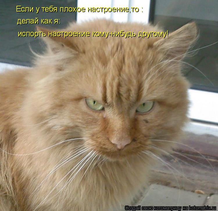Котоматрица: Если у тебя плохое настроение,то : делай как я: испорть настроение кому-нибудь другому!