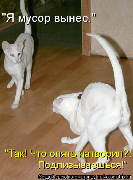 "Я мусор вынес." "Так! Что опять натворил?! Подлизываешься!"... Котоматрица: "Я мусор вынес." "Так! Что опять натворил?! Подлизываешься!"