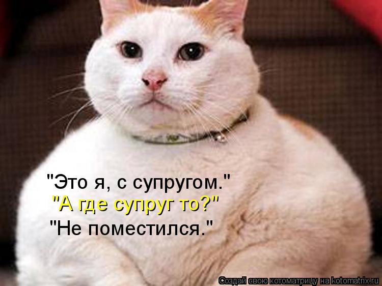 "Это я, с супругом." "А где супруг то?" "Не поместился."... Котоматрица: "Это я, с супругом." "А где супруг то?" "Не поместился."