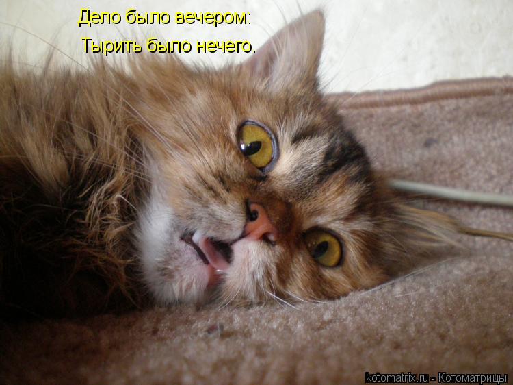 Дело было вечером: Тырить было нечего.... Котоматрица: Дело было вечером: Тырить было нечего.