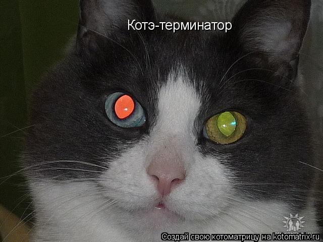 Котоматрица: Котэ-терминатор