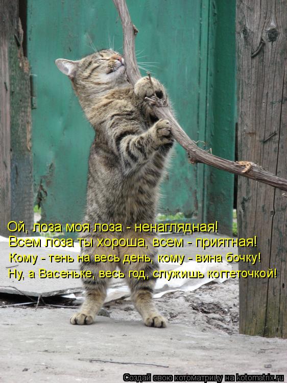 Ой, лоза моя лоза - ненаглядная! Всем лоза ты хороша, всем - приятная! Кому - тень на весь день, кому... Котоматрица: Ой, лоза моя лоза - ненаглядная! Всем лоза ты хороша, всем - приятная! Кому - тень на весь день, кому - вина бочку! Ну, а Васеньке, весь год, служи