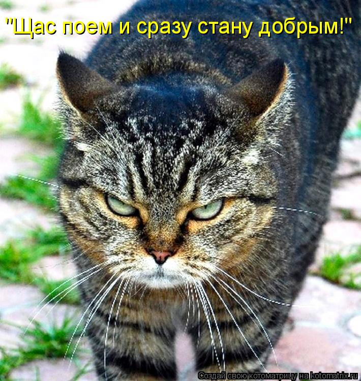 Котоматрица: "Щас поем и сразу стану добрым!"