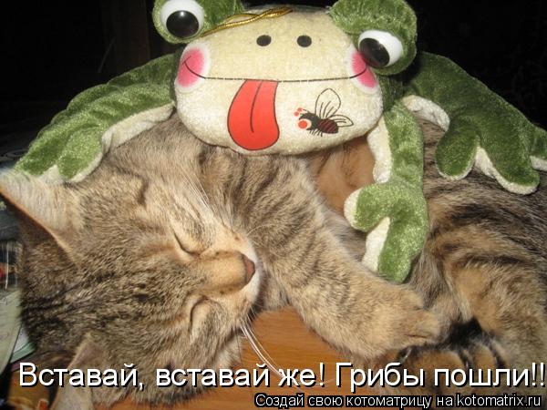 Вставай, вставай же! Грибы пошли!!!... Котоматрица: Вставай, вставай же! Грибы пошли!!!