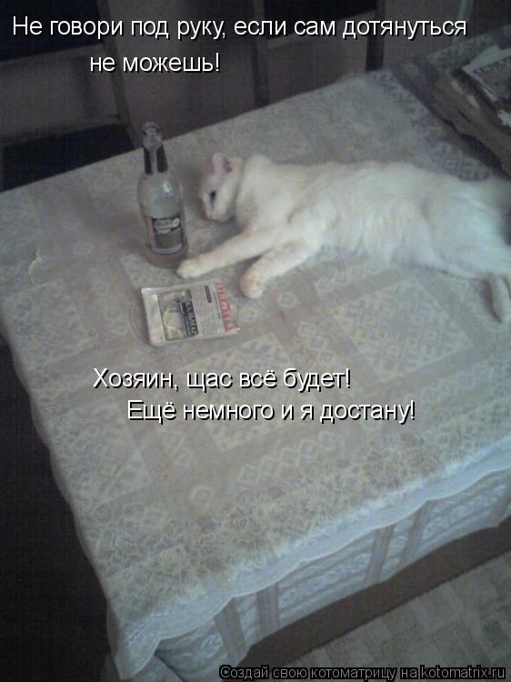 Не говори под руку, если сам дотянуться не можешь! Хозяин, щас всё будет! Ещё немного и я достану!... Котоматрица: Не говори под руку, если сам дотянуться не можешь! Хозяин, щас всё будет! Ещё немного и я достану!