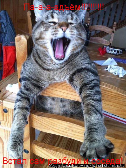 Па-а-а-адъём!!!!!!!!!! Встал сам разбуди и соседа!... Котоматрица: Па-а-а-адъём!!!!!!!!!! Встал сам разбуди и соседа!