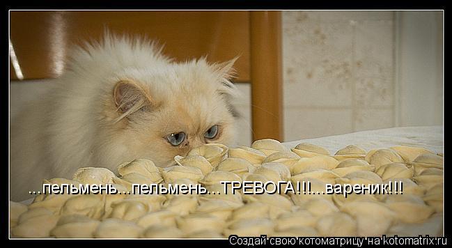 ...пельмень...пельмень...ТРЕВОГА!!!...вареник!!!... Котоматрица: ...пельмень...пельмень...ТРЕВОГА!!!...вареник!!!