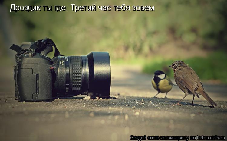 Дроздик ты где. Третий час тебя зовем... Котоматрица: Дроздик ты где. Третий час тебя зовем