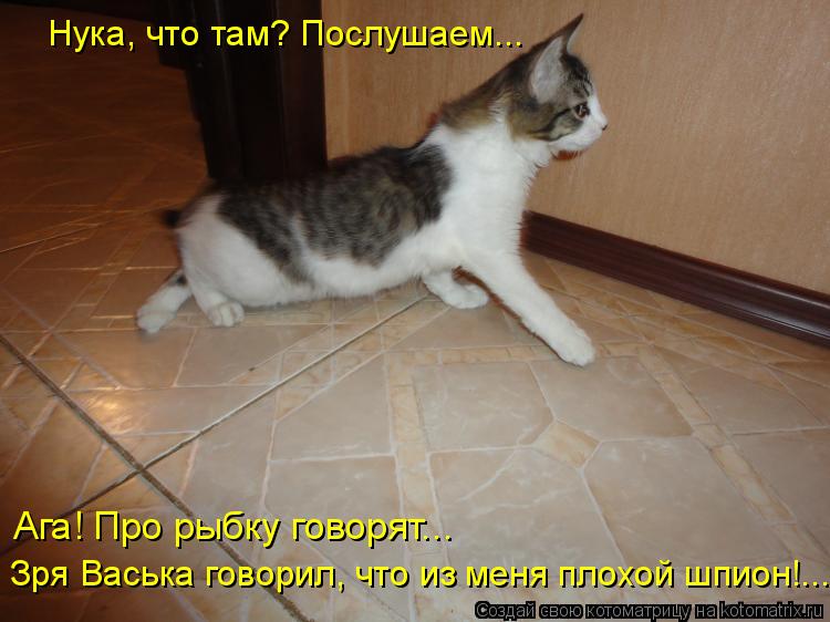Нука, что там? Послушаем... Ага! Про рыбку говорят... Зря Васька говорил, что из меня плохой шпион!.... Котоматрица: Нука, что там? Послушаем... Ага! Про рыбку говорят... Зря Васька говорил, что из меня плохой шпион!...