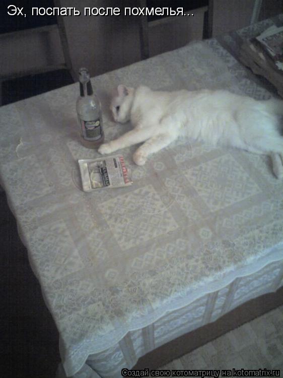 Эх, поспать после похмелья... Эх, поспать после похмелья...... Котоматрица: Эх, поспать после похмелья... Эх, поспать после похмелья...