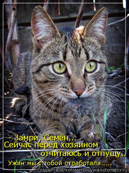 - Замри, Семён... Сейчас перед хозяином отчитаюсь и отпущу.. Ужин мы с тобой отработали........ Котоматрица: - Замри, Семён... Сейчас перед хозяином отчитаюсь и отпущу.. Ужин мы с тобой отработали.....