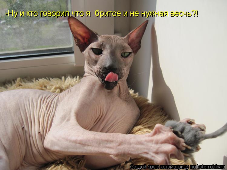 -Ну и кто говорил,что я бритое и не нужная весчь?!... Котоматрица: -Ну и кто говорил,что я бритое и не нужная весчь?!