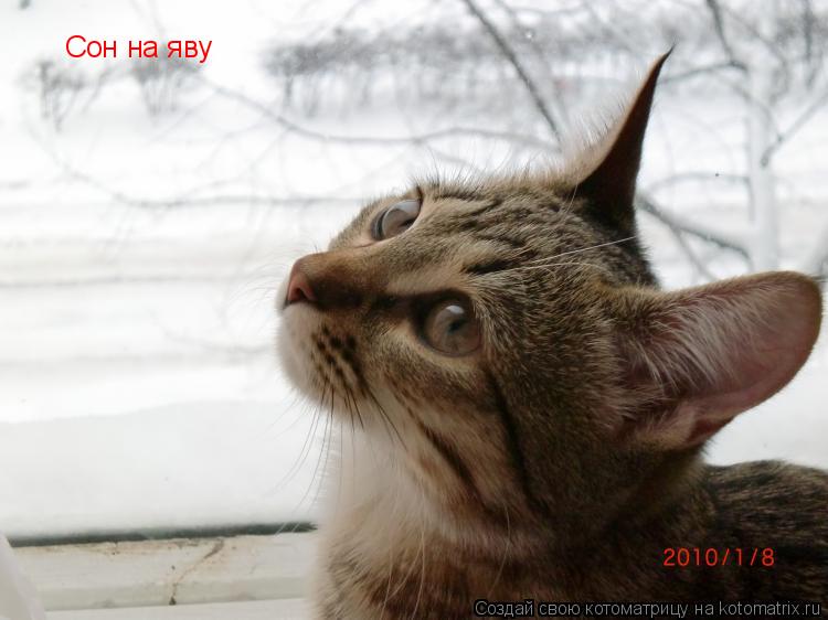 Сон на яву... Котоматрица: Сон на яву