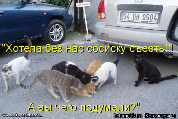 "Хотела без нас сосиску съесть!!! А вы чего подумали?"... Котоматрица: "Хотела без нас сосиску съесть!!! А вы чего подумали?"